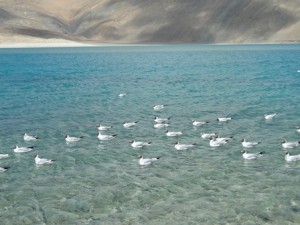 Leh Pangong Lake