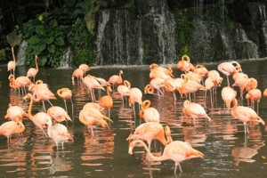 Jurong Bird Sanctuary Singapore