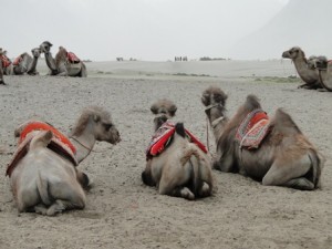 Leh Nubra camel safari