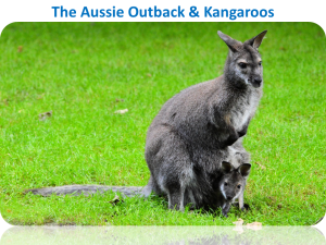 The Aussie Outback & Kangaroos