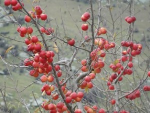 Vineyard & Fruit Orchard breaks