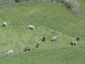 The sound of Swiss Bells