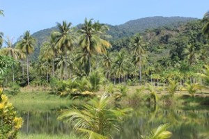 Amazon Rainforest River Safari