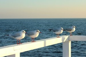 Baltic Seagulls